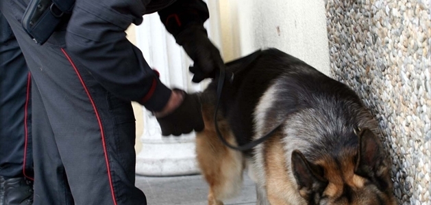 Bari, 17 chili di marijuana nascosti in due pacchi: scoperti dai cani antidroga