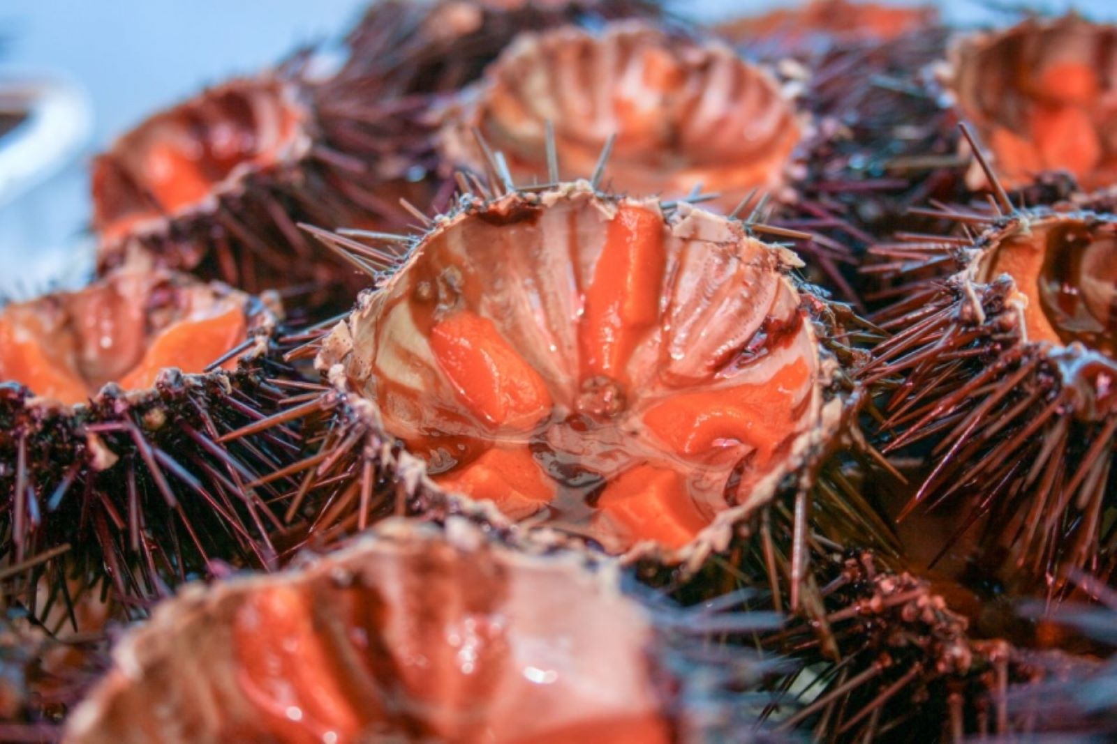 Il Consiglio dei Ministri impugna legge fermo pesca ricci di mare, Pagliaro: “La Regione la difenda”