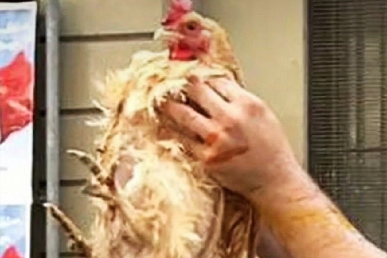 Galline maltrattate per festeggiare la fine dell’anno scolastico: orrore allo Scacchi