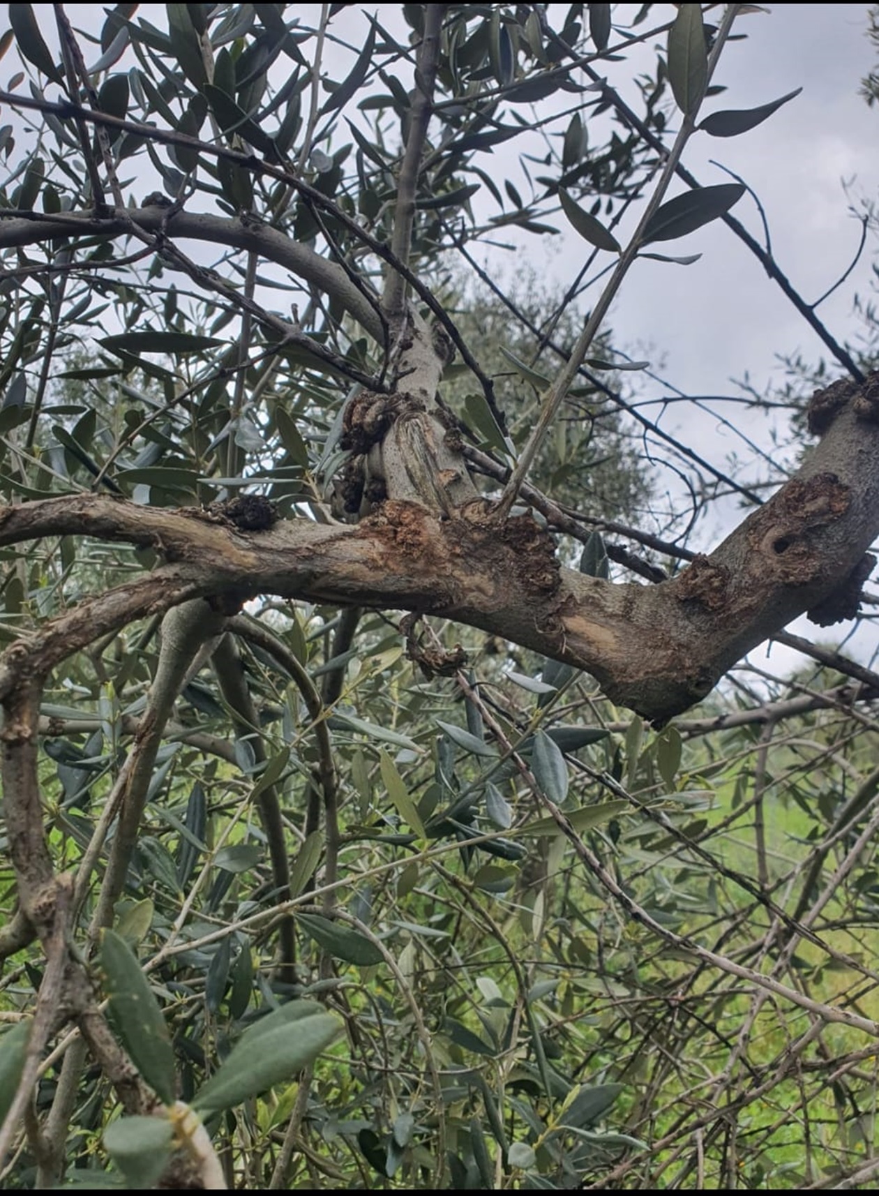 Xylella, la minaccia si avvicina: individuato albero infetto tra Giovinazzo e Santo Spirito