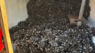 Quasi una tonnellata di cozze senza tracciabilità sequestrata tra Bari e Bitonto