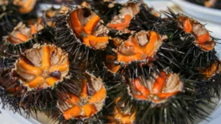 Riccio di mare, approvate le modifiche per la salvaguardia della specie. La Regione Puglia proroga il fermo pesca fino al 2029 con nuove misure di tutela